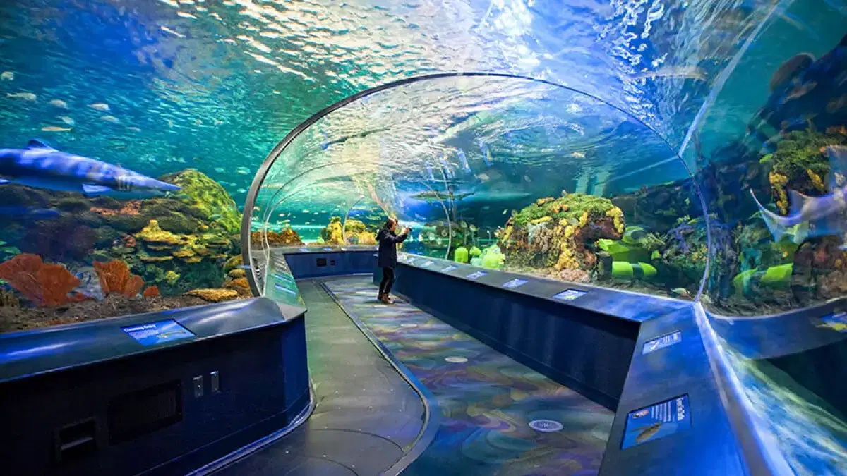 加拿大里普利水族馆