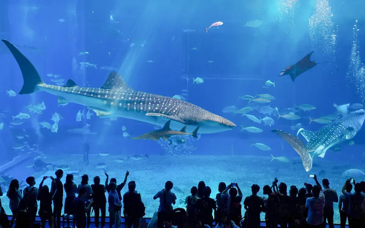 乔治亚水族馆